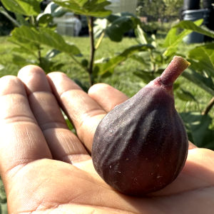 Chicago Hardy Fig